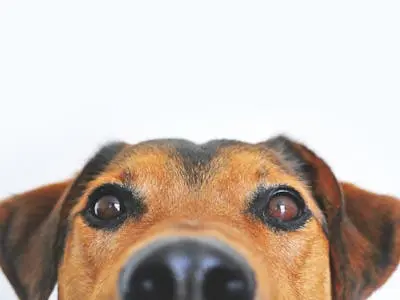 Pets