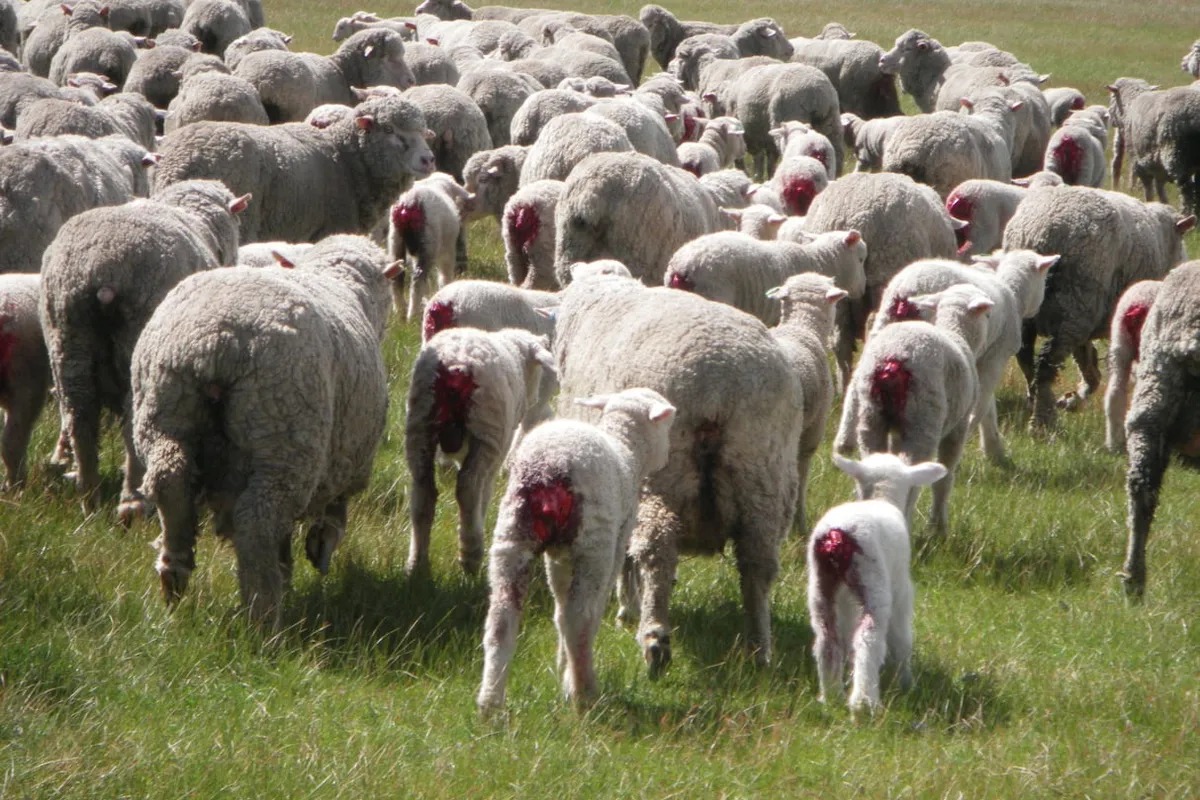 Australian sheep with overgrown wool load