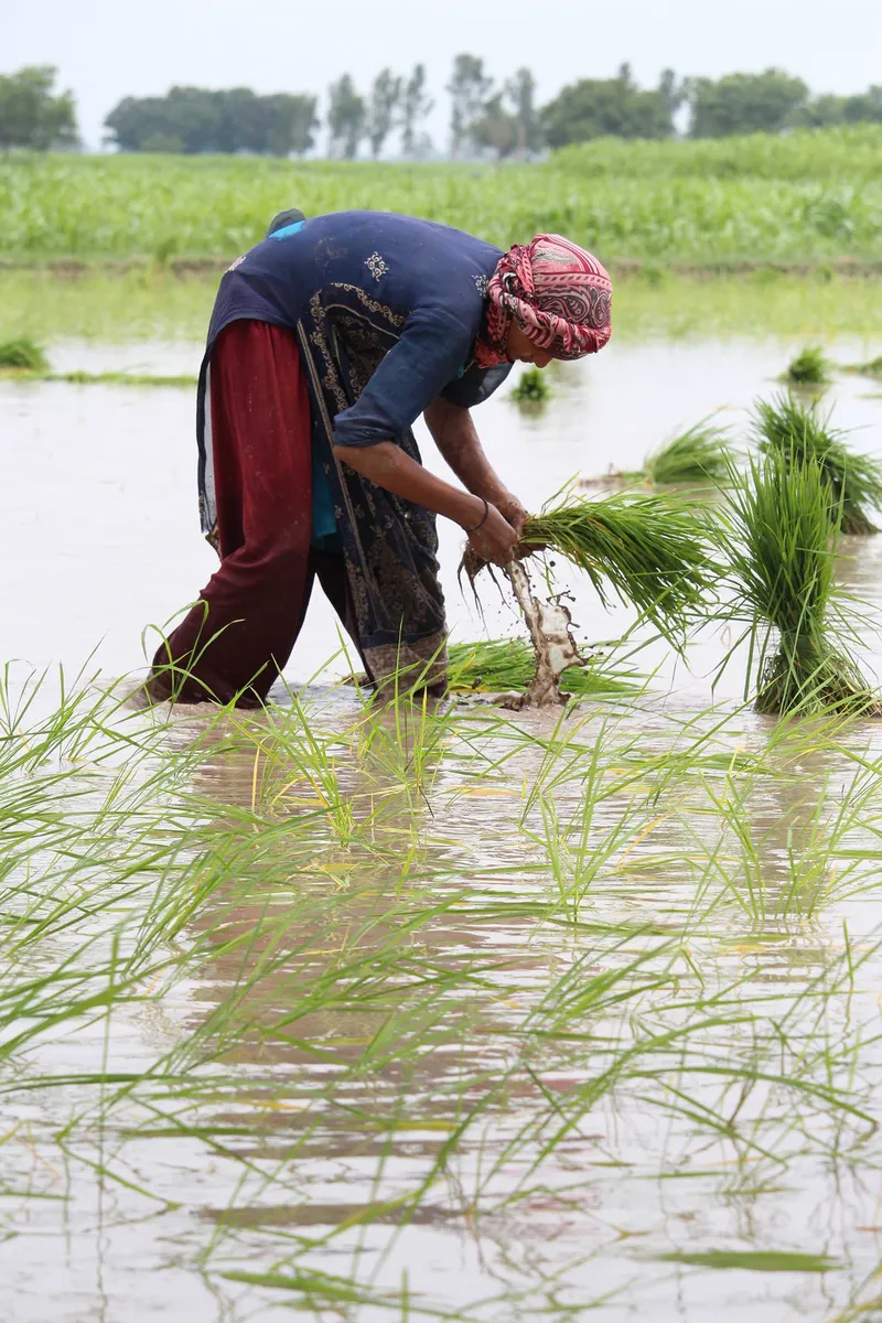 Pakistani rice harvester working in flooded paddy