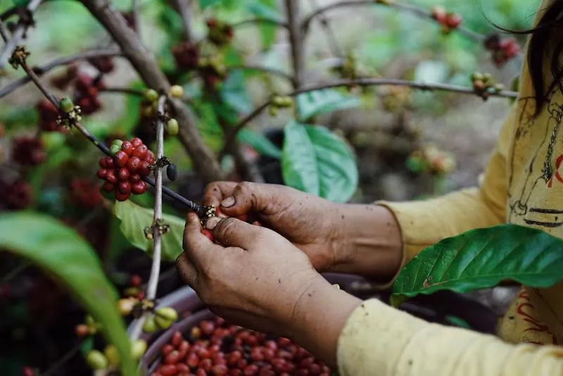 Coffee farm workers harvesting beans