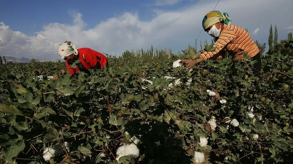 Cotton harvesting workers in Xinjiang