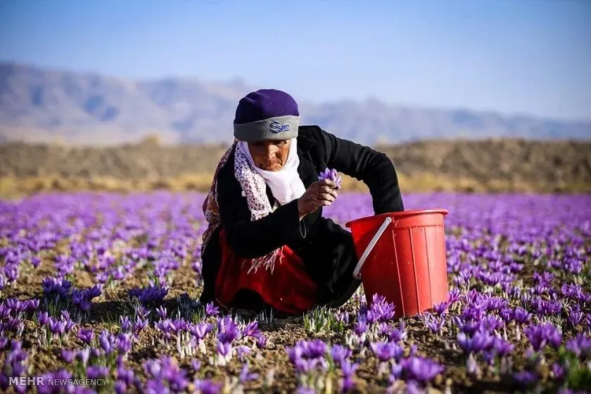 Iranian women harvesting saffron