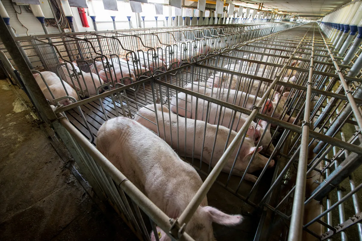 Industrial hog gestation crates