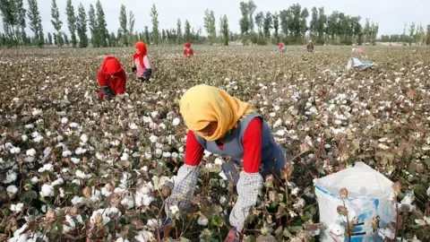 Cotton harvesting in the Xinjiang region