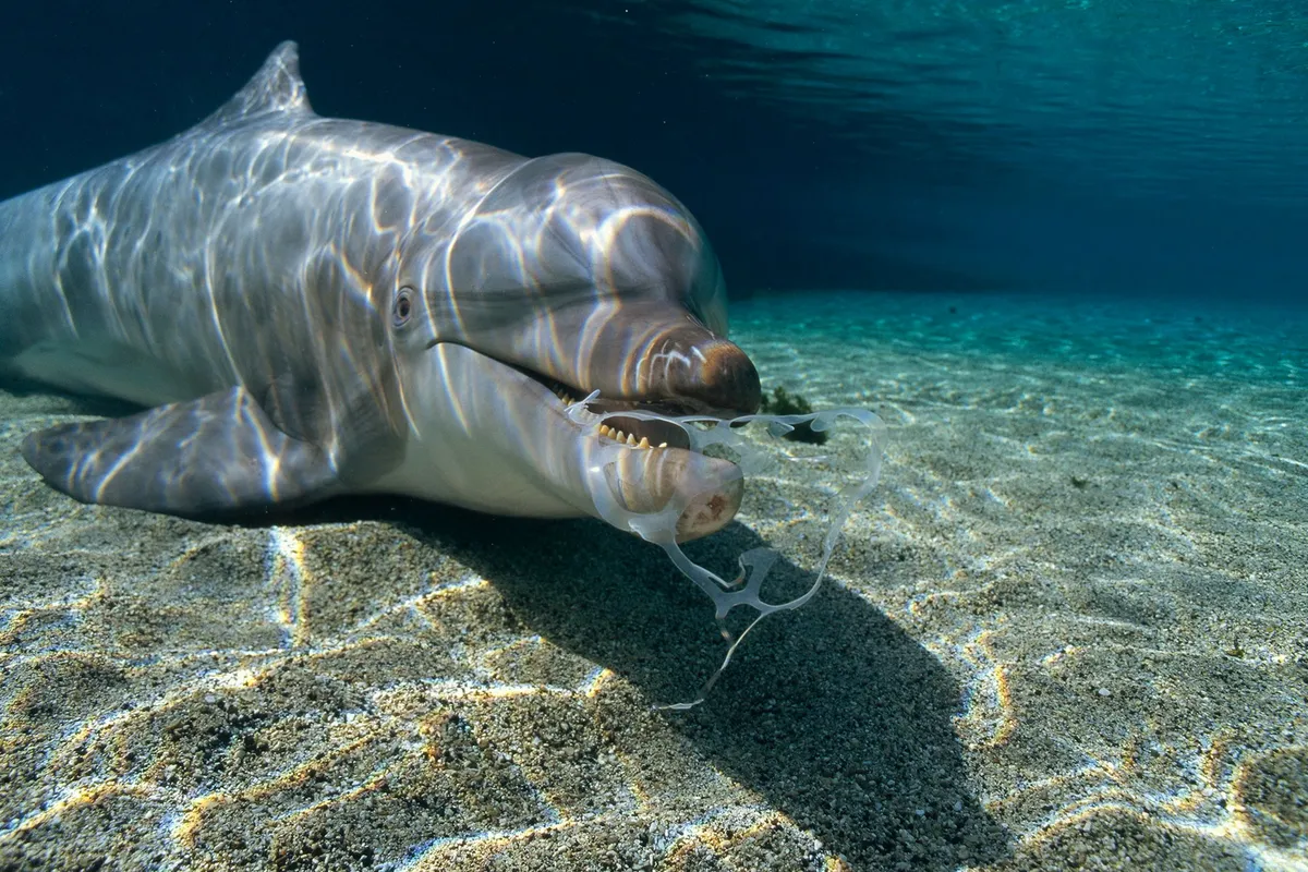 Marine ecosystem impact of plastic pollution