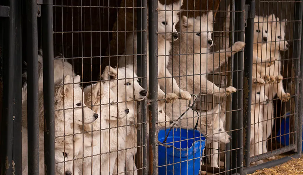 Puppy mill commercial breeding facility